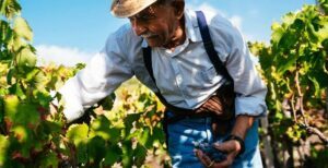 Wine Artisans Tannico
